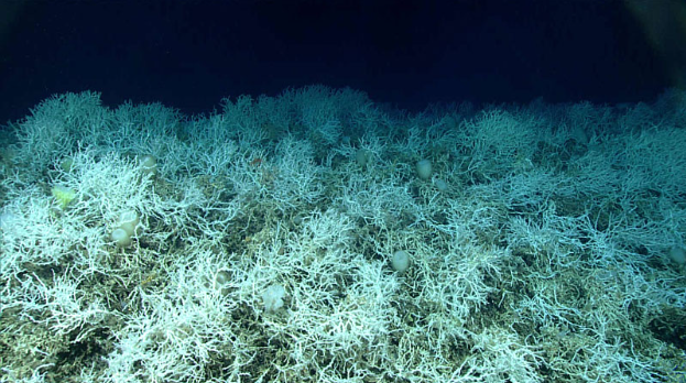 Largest Deep Sea Coral Reef  Found Off US Atlantic Coast